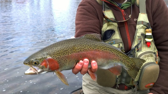 Rainbow Trout by Josh Pfeiffer